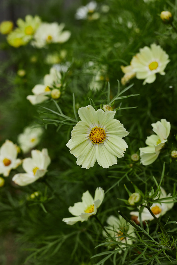 Cosmos Kiiro Flower | X 50 Seeds