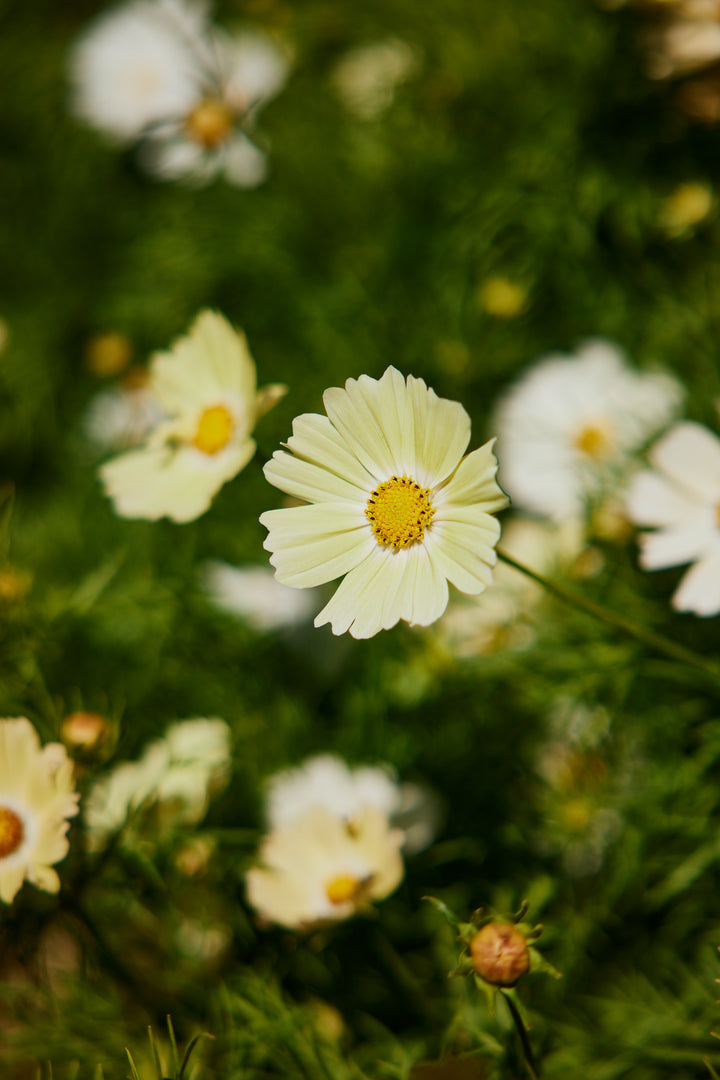 Cosmos Kiiro Flower | X 50 Seeds