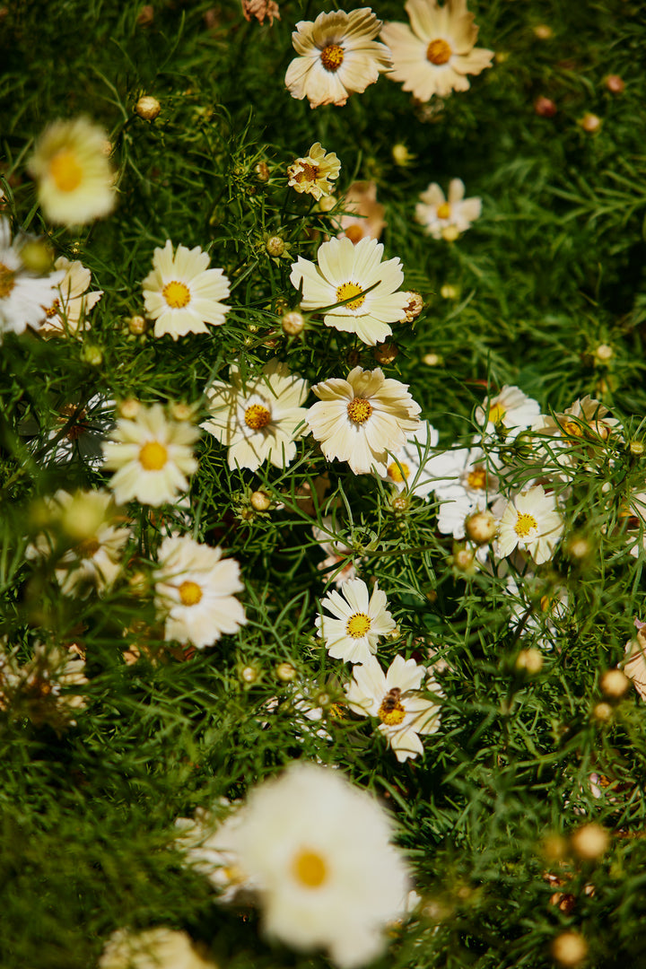 Cosmos Kiiro Flower | X 50 Seeds