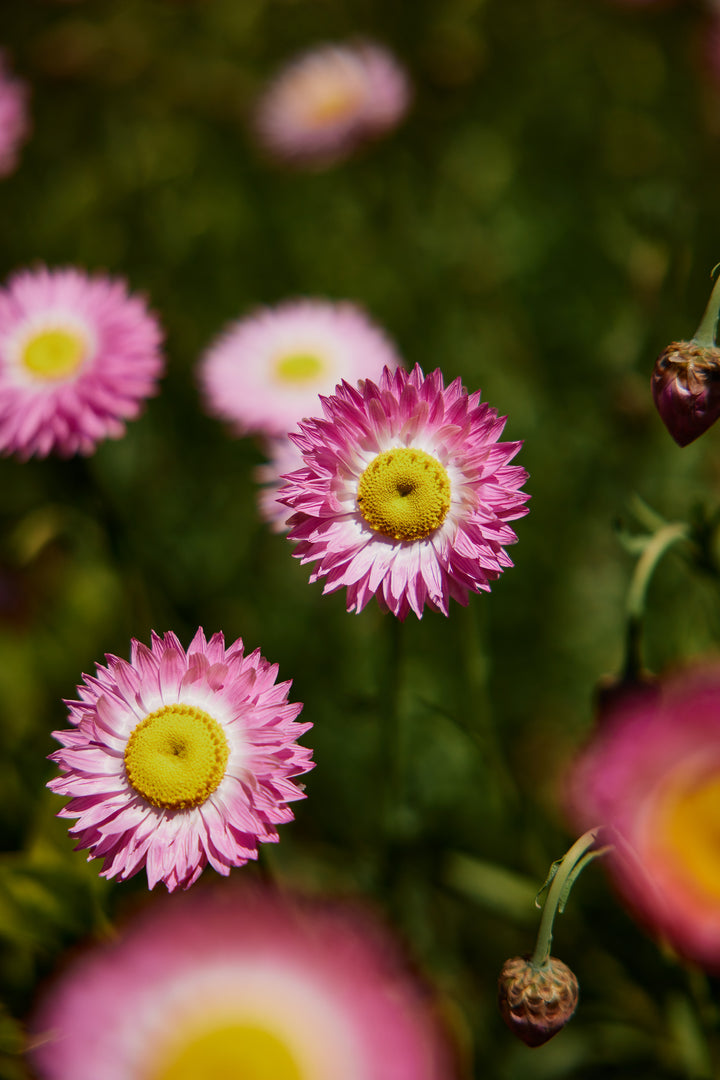 Everlasting Strawflower Pink + White Mix Rhodanthe chlorocephala | X 100 Seeds