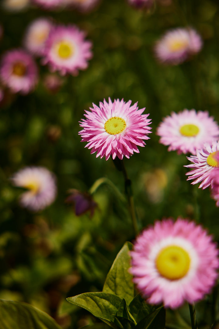 Everlasting Strawflower Pink + White Mix Rhodanthe chlorocephala | X 100 Seeds
