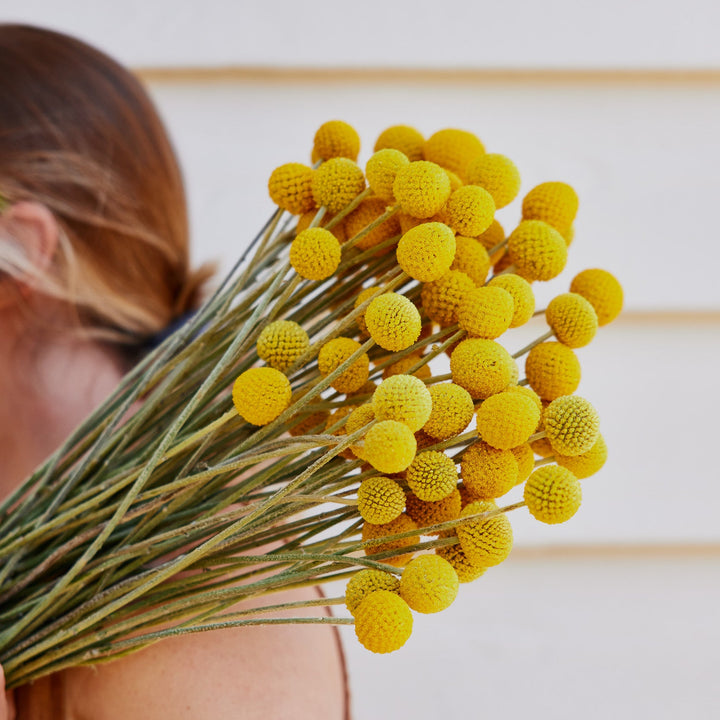 Billy Button Australian Native Flower | X 50 Seeds