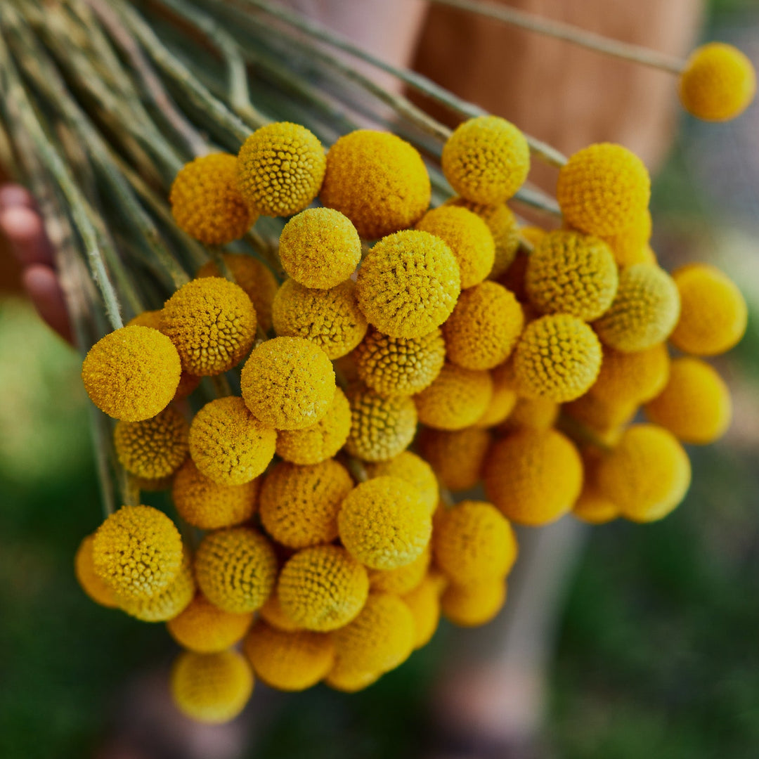 Billy Button Australian Native Flower | X 50 Seeds