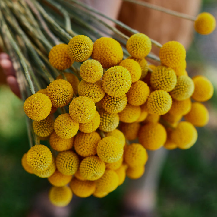 Billy Button Australian Native Flower | X 50 Seeds