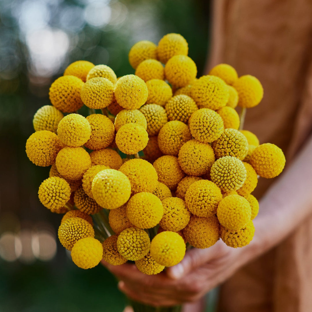 Billy Button Australian Native Flower | X 50 Seeds