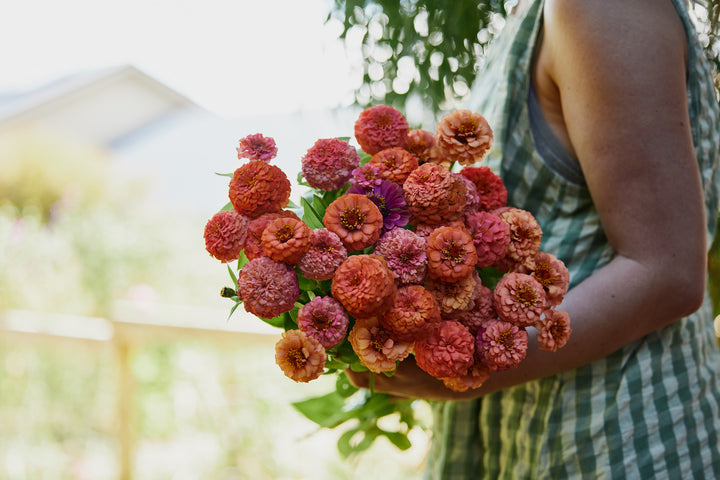 Zinnia Oklahoma Salmon Flower | X 50 Seeds