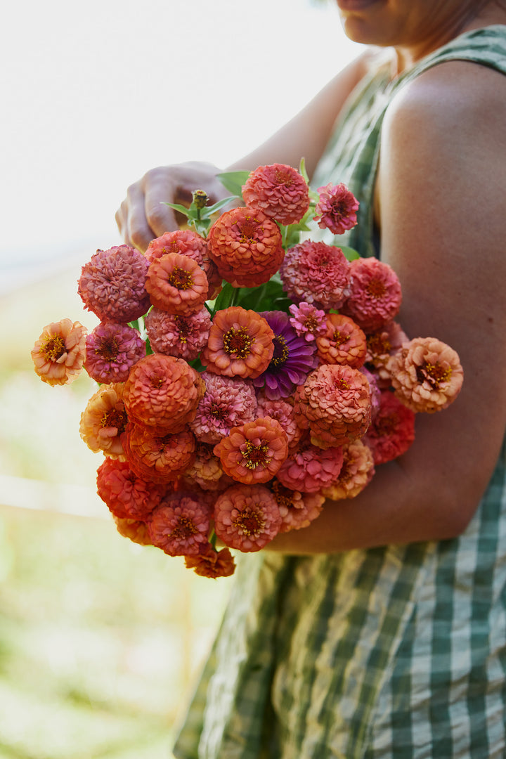 Zinnia Oklahoma Salmon Flower | X 50 Seeds
