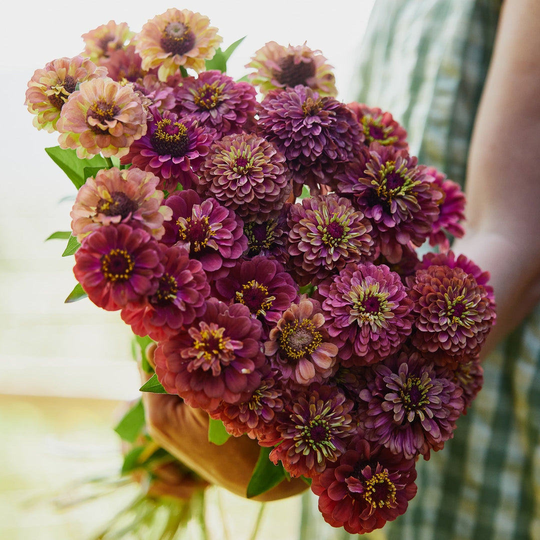 Zinnia Queeny Red with Lime Flower | X 30 Seeds