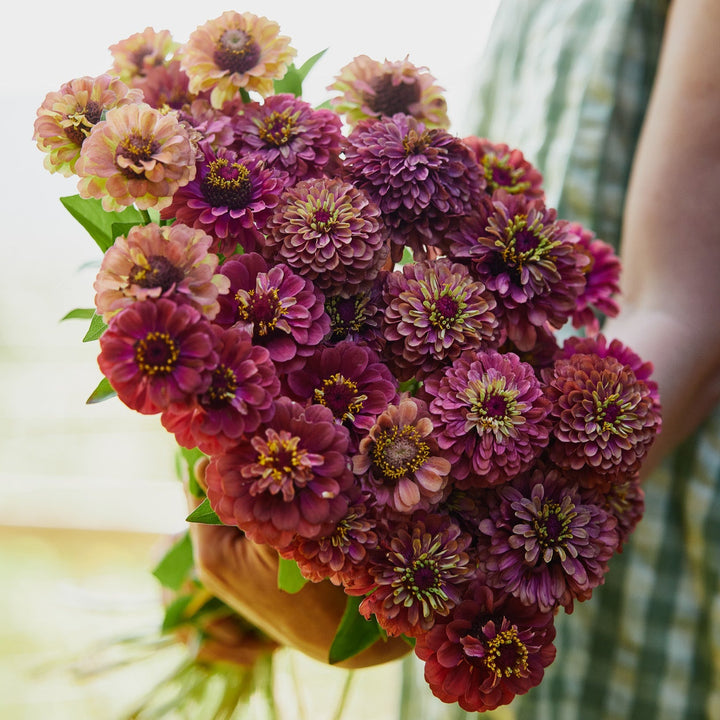 Zinnia Queeny Red with Lime Flower | X 30 Seeds
