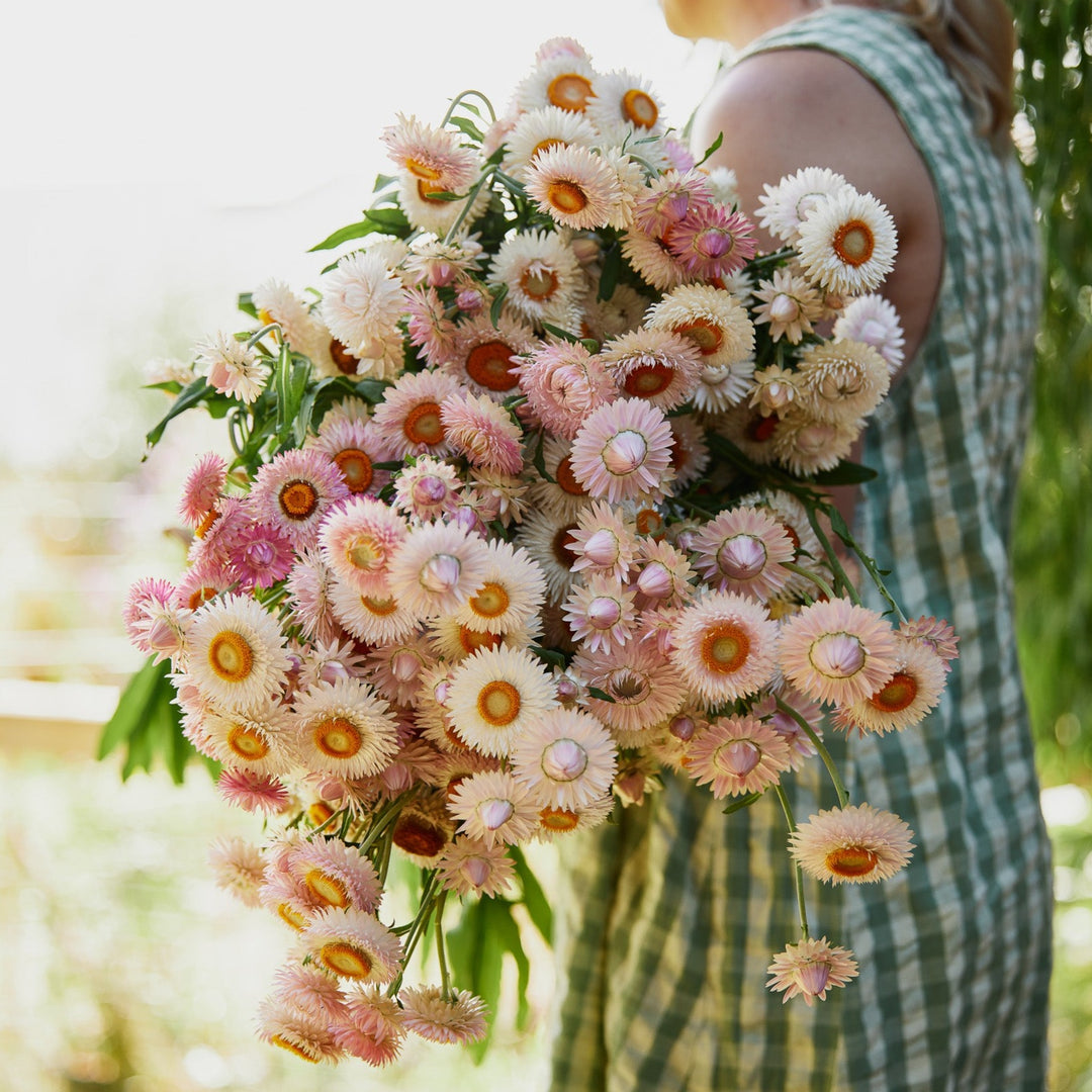 Everlasting Strawflower Silvery Rose | X 100 Seeds