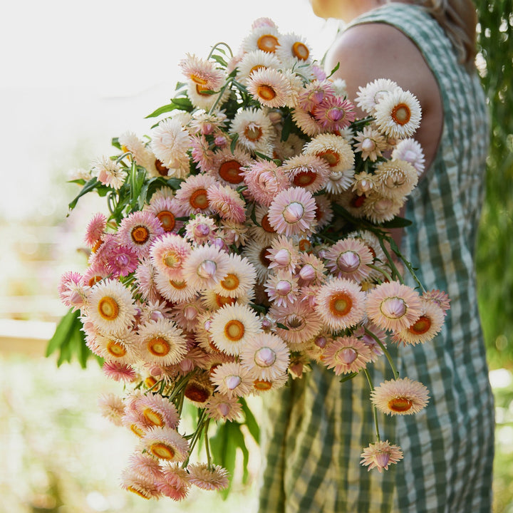 Everlasting Strawflower Silvery Rose | X 100 Seeds