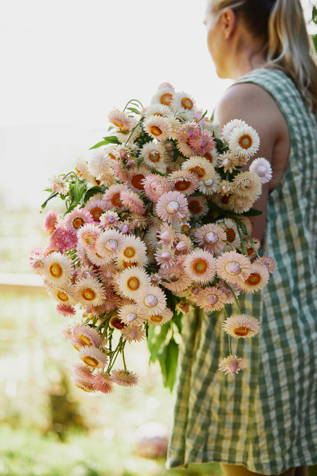 Everlasting Strawflower Silvery Rose | X 100 Seeds