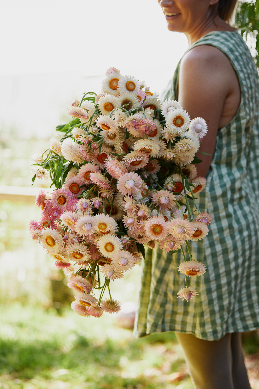 Everlasting Strawflower Silvery Rose | X 100 Seeds