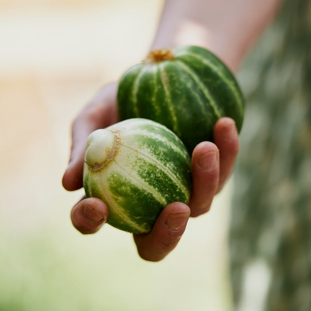 Cucumber Richmond Green Vegetable | X 20 Seeds