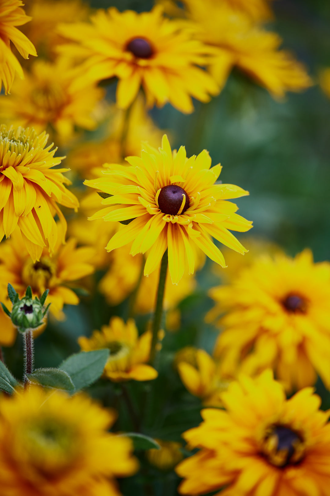 Rudbeckia Goldilocks Flower | X 100 Seeds