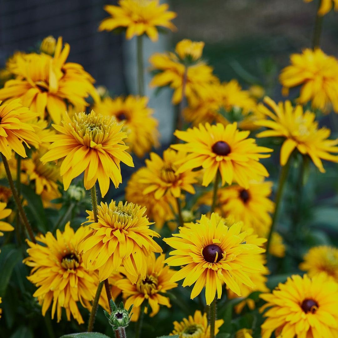 Rudbeckia Goldilocks Flower | X 100 Seeds