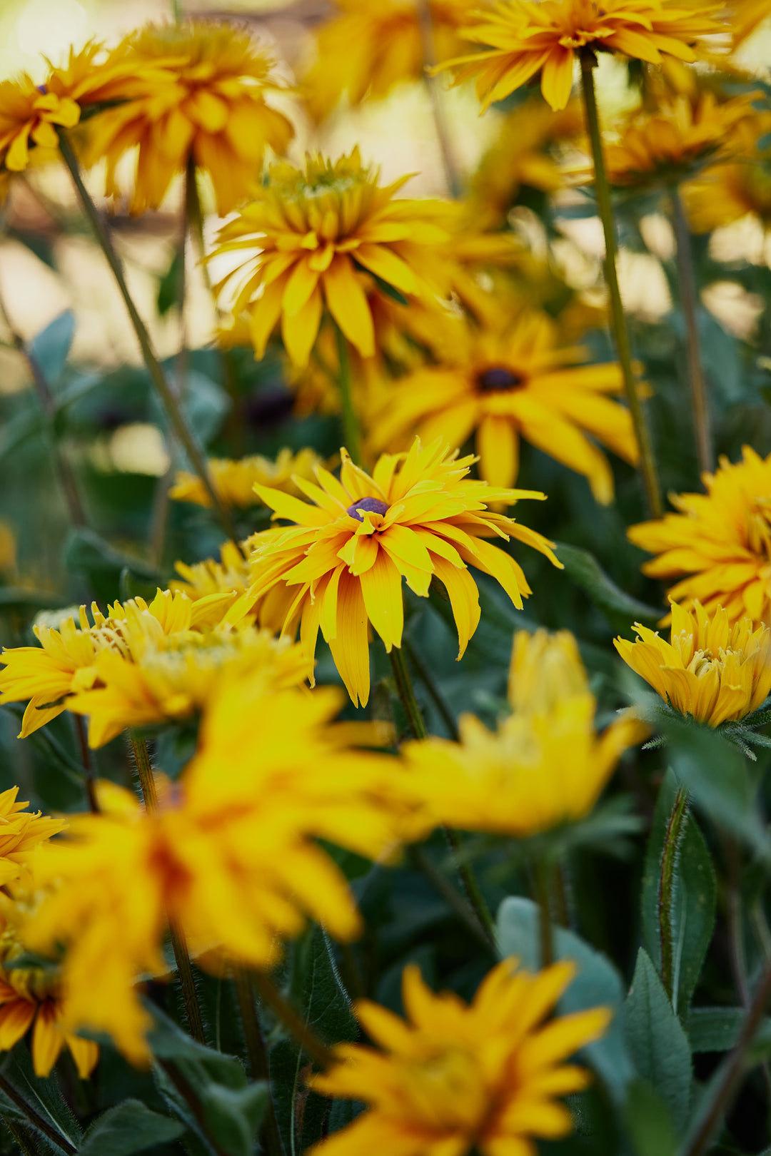 Rudbeckia Goldilocks Flower | X 100 Seeds