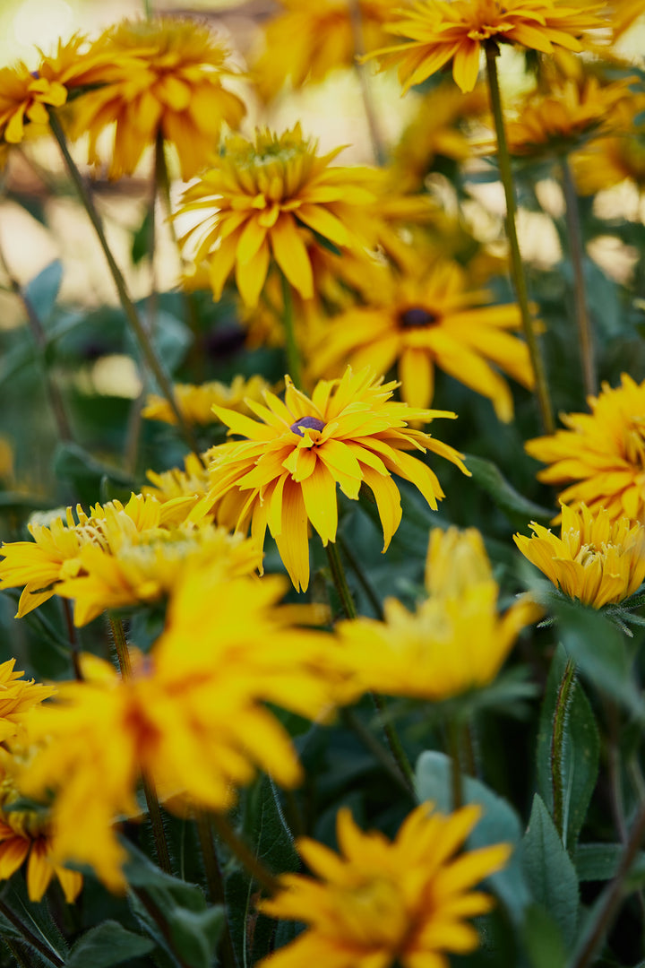 Rudbeckia Goldilocks Flower | X 100 Seeds