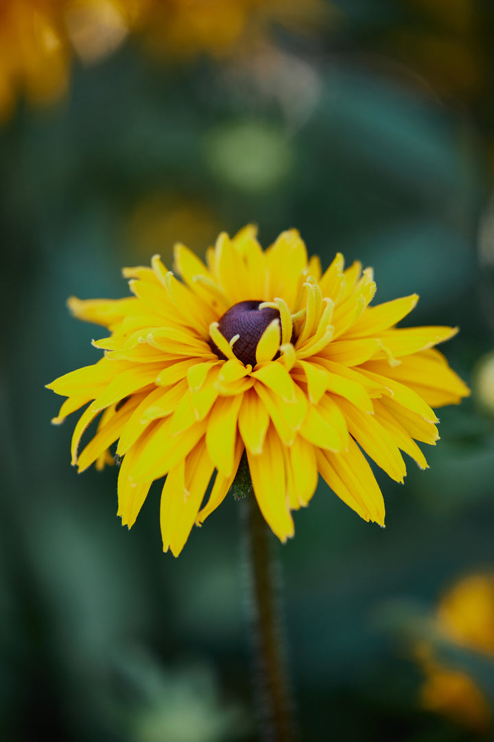 Rudbeckia Goldilocks Flower | X 100 Seeds