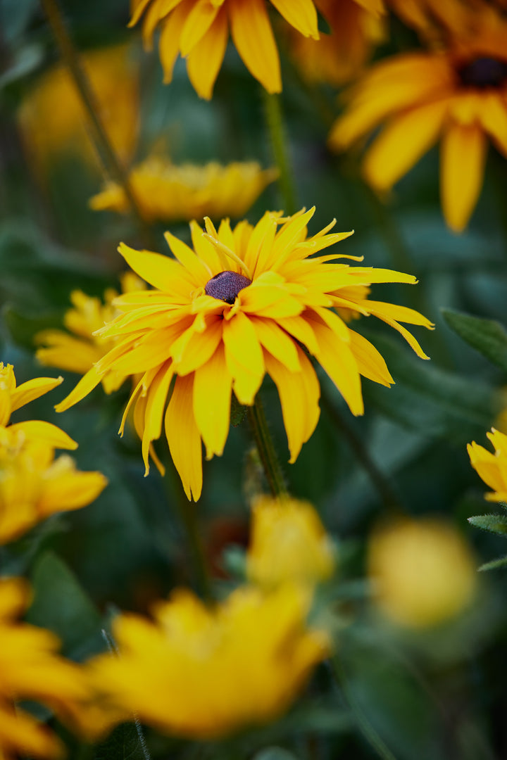 Rudbeckia Goldilocks Flower | X 100 Seeds