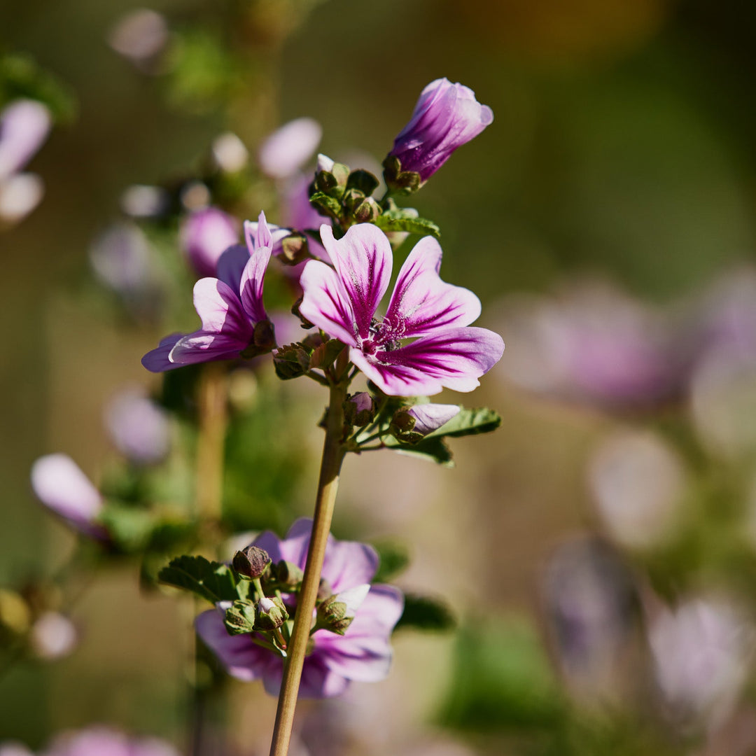 Malva sylvestris Zebrina Flower | X 50 Seeds (NOT TO WA)