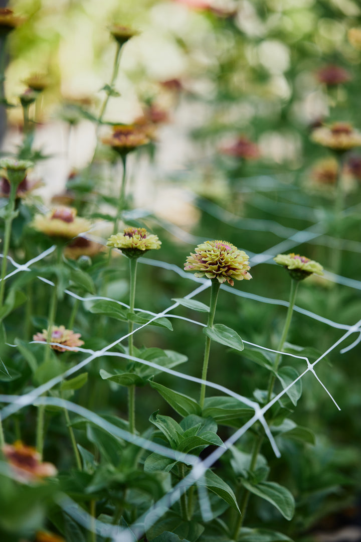 Zinnia Queeny Lime with Blush Flower | X 30 Seeds