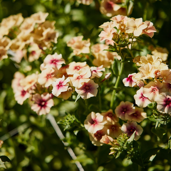 Phlox Cherry Caramel Flower | X 50 Seeds