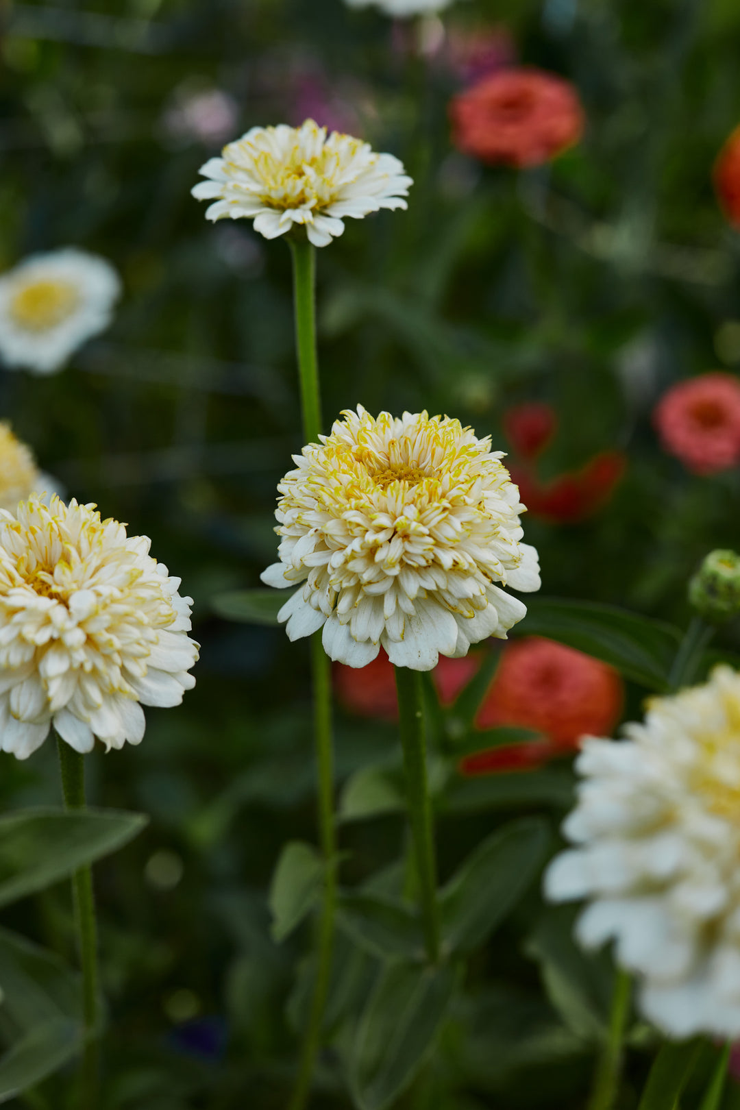 Zinnia Elegans Cresto Cream Flower | X 30 Seeds