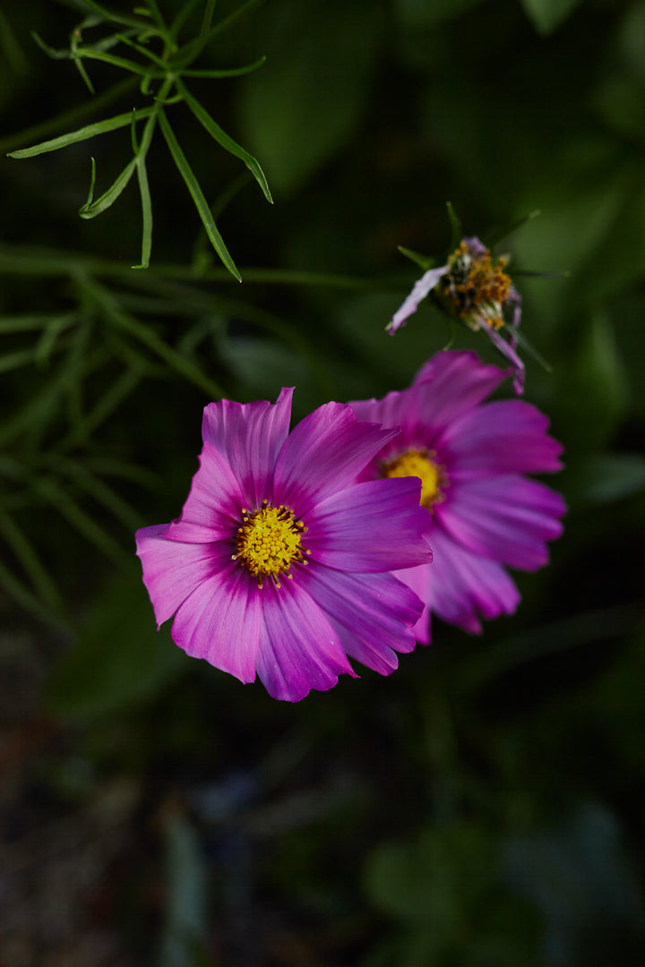 Cosmos Popsocks Pink Flower | X 30 Seeds