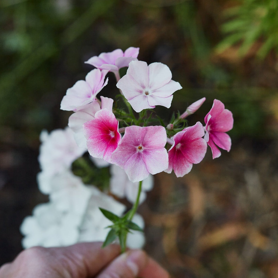 Phlox Blushing Bride Flower | X 50 Seeds