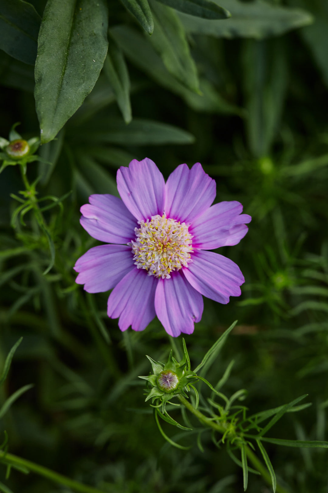 Cosmos Popsocks Pink Flower | X 30 Seeds