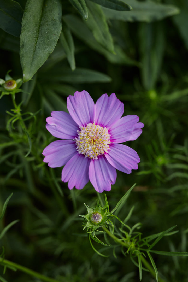 Cosmos Popsocks Pink Flower | X 30 Seeds