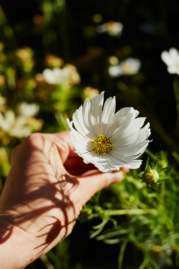 Cosmos Popsocks White Flower | X 30 Seeds