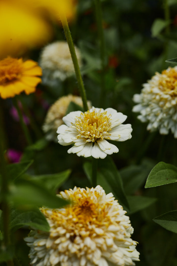 Zinnia Elegans Cresto Cream Flower | X 30 Seeds