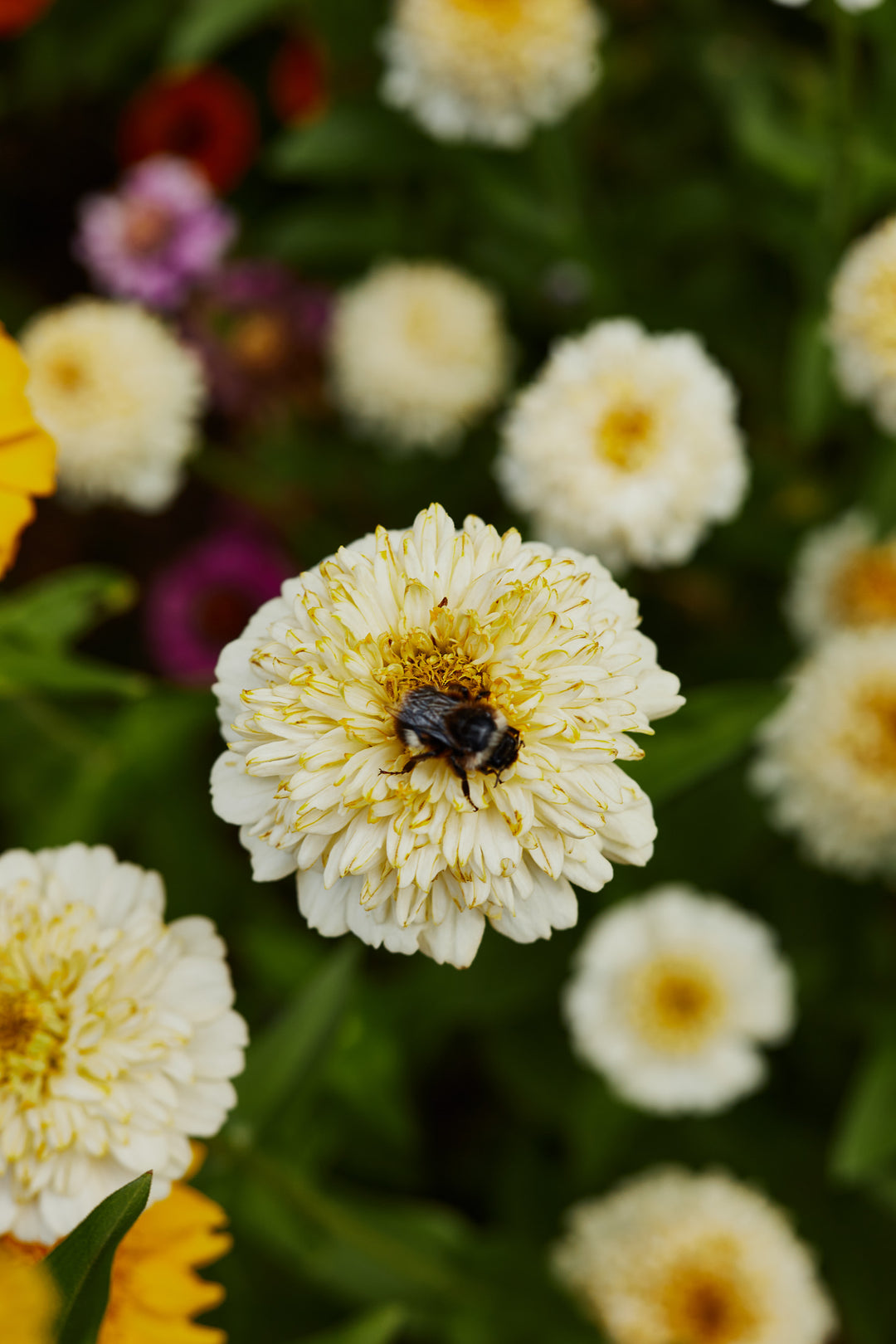 Zinnia Elegans Cresto Cream Flower | X 30 Seeds