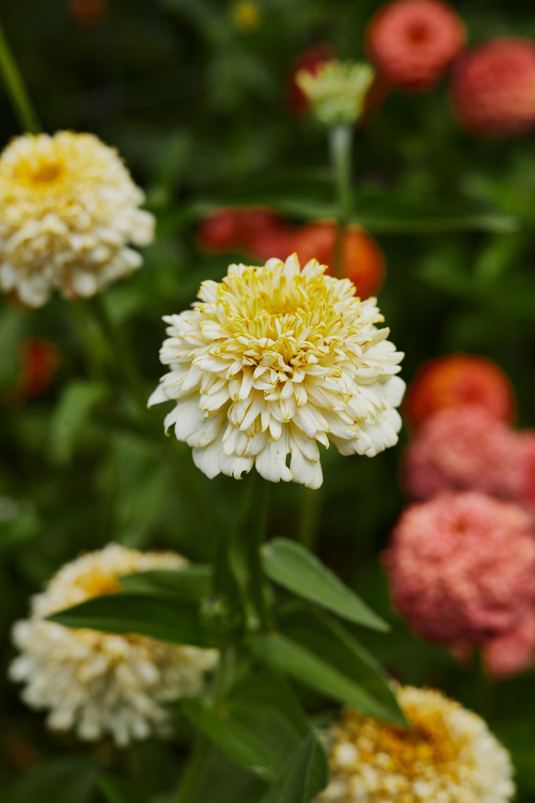 Zinnia Elegans Cresto Cream Flower | X 30 Seeds