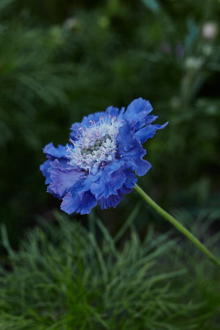 Scabiosa Fama Deep Blue Perennial Flower | X 15 Seeds (NOT TO WA)