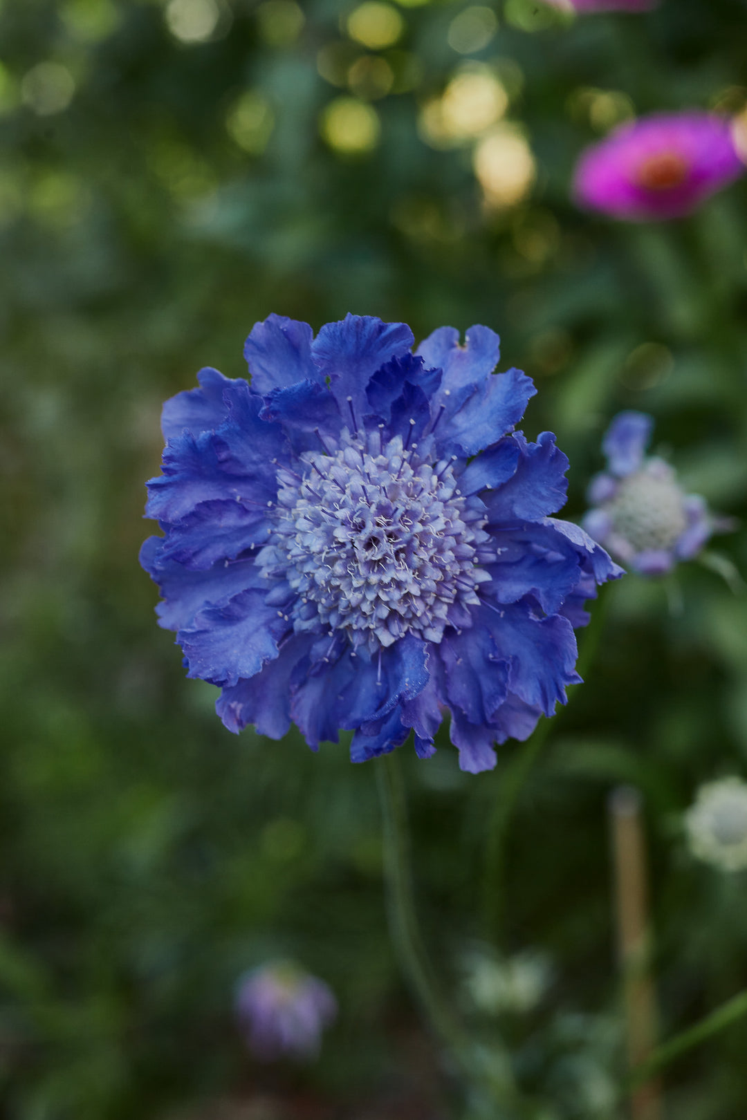 Scabiosa Fama Deep Blue Perennial Flower | X 15 Seeds (NOT TO WA)