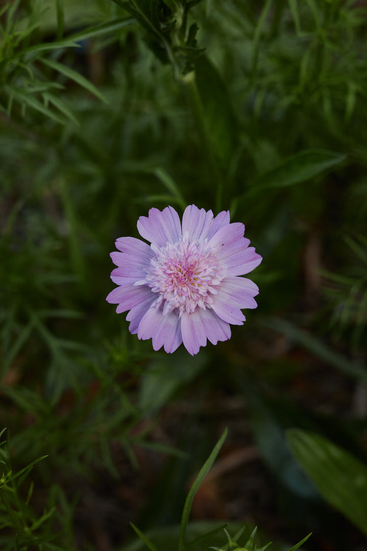 Cosmos Popsocks Pink Flower | X 30 Seeds
