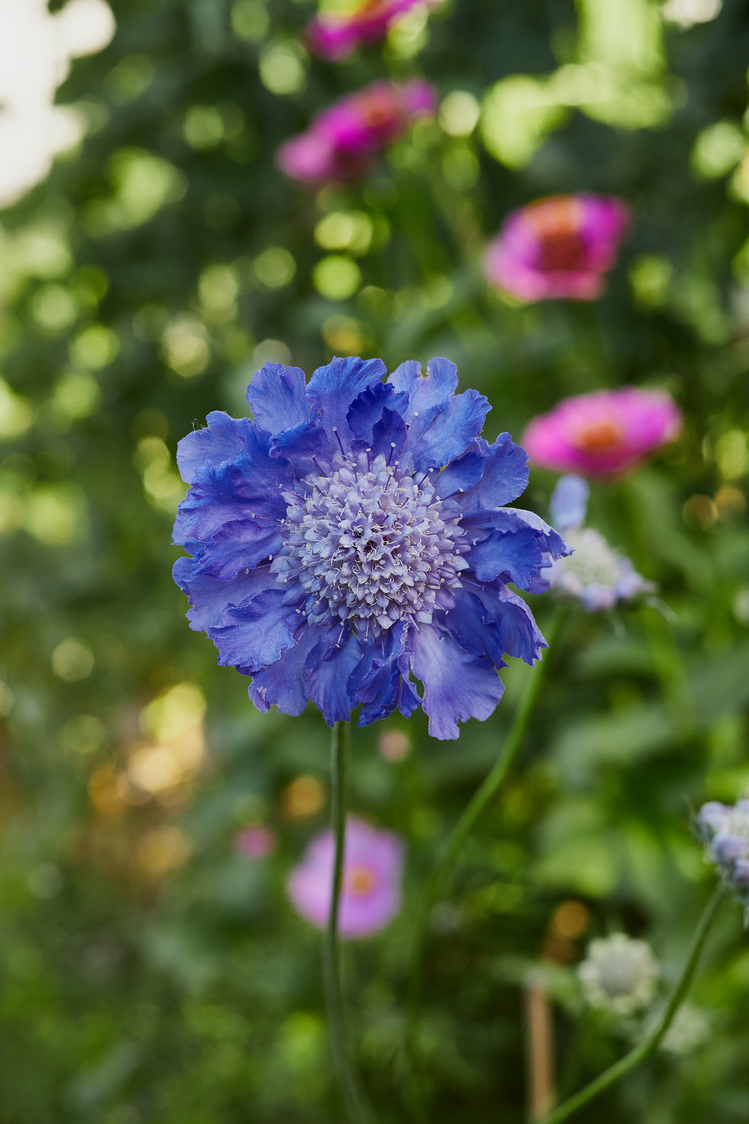 Scabiosa Fama Deep Blue Perennial Flower | X 15 Seeds (NOT TO WA)