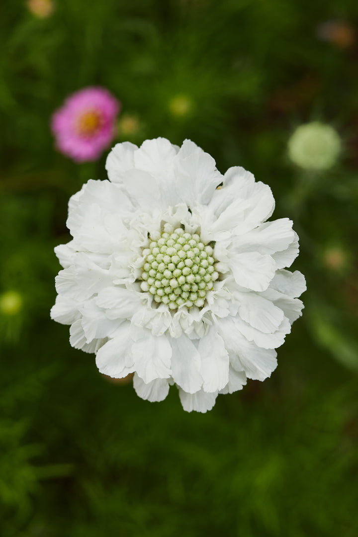 Scabiosa Fama White Perennial Flower | X 15 Seeds (NOT TO WA)