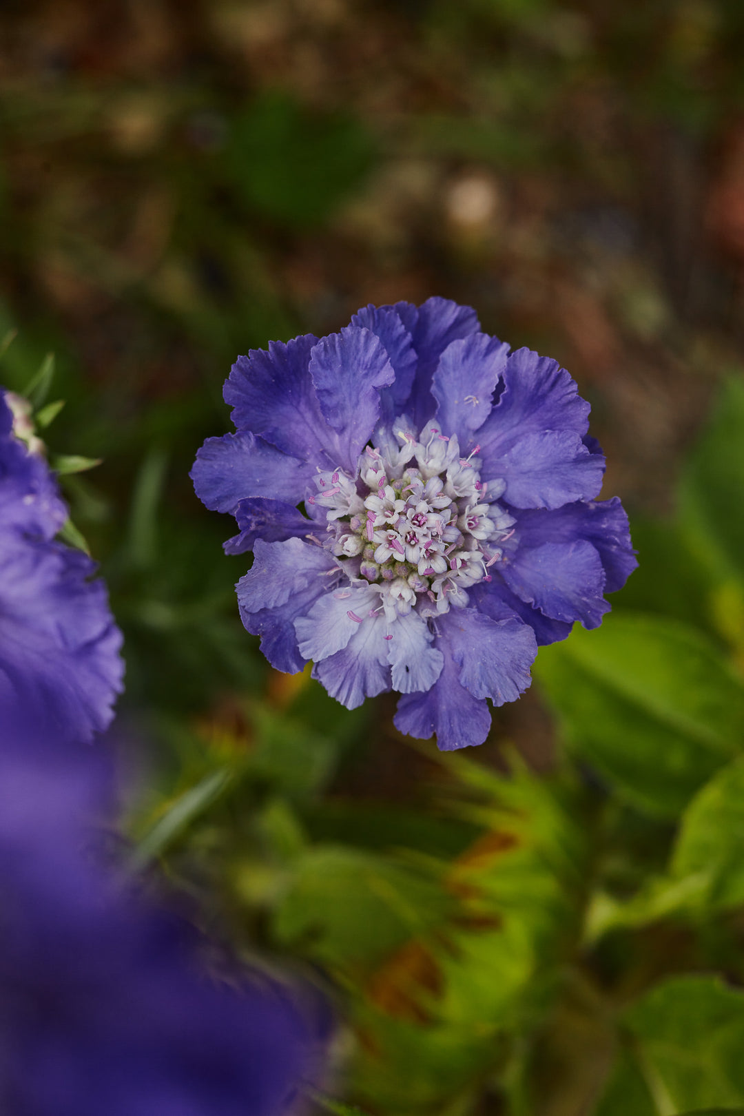 Scabiosa Fama Deep Blue Perennial Flower | X 15 Seeds (NOT TO WA)