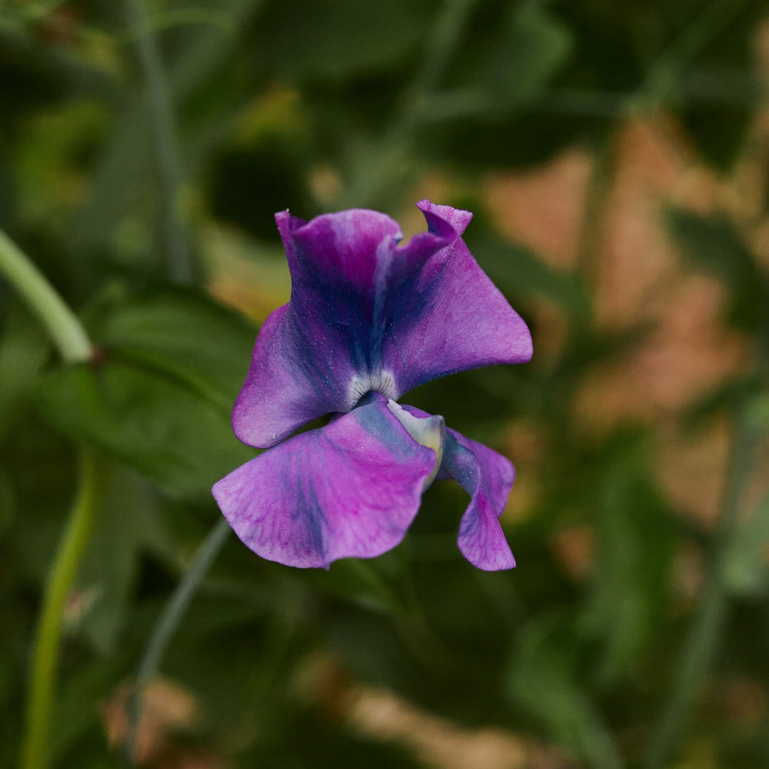Sweet Pea Blue Shift Flower | X 10 Seeds