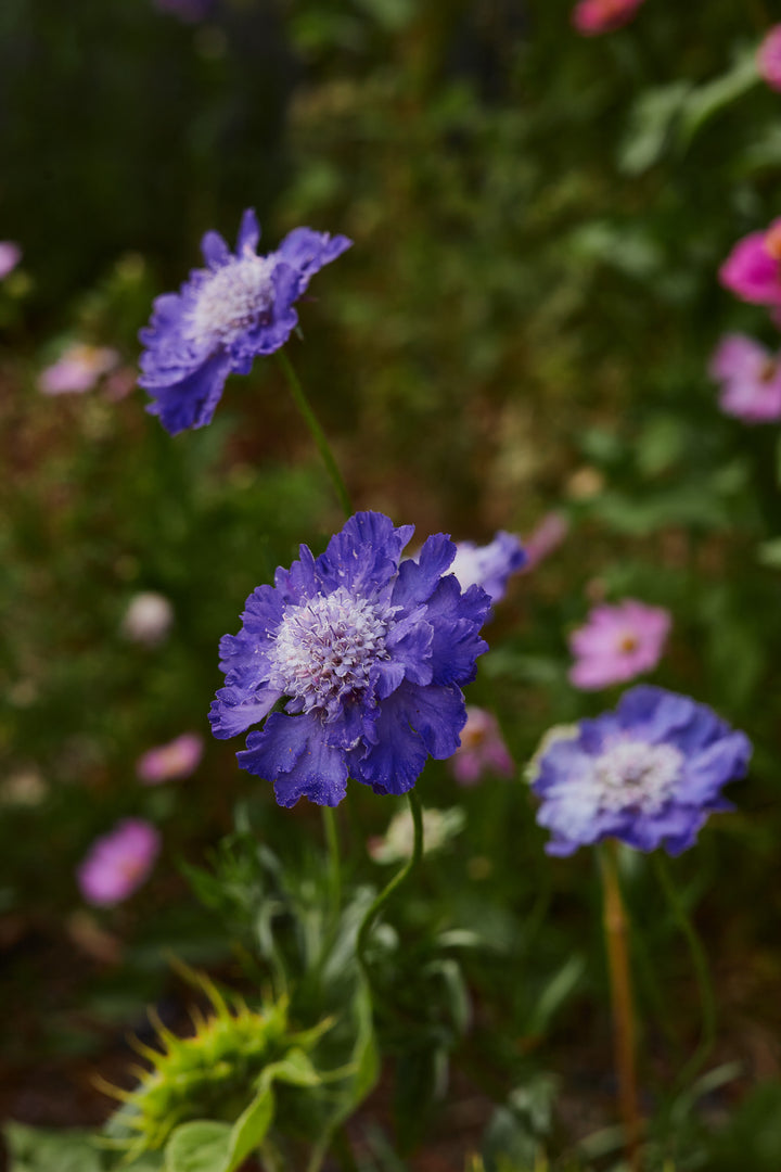 Scabiosa Fama Deep Blue Perennial Flower | X 15 Seeds (NOT TO WA)