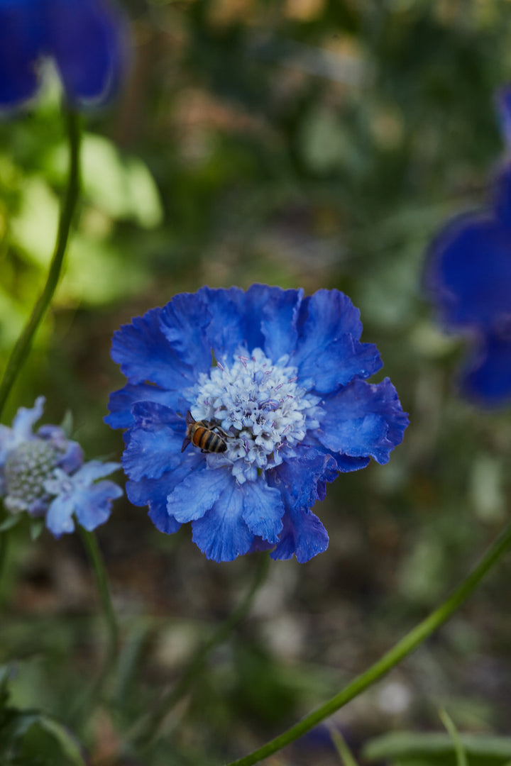 Scabiosa Fama Deep Blue Perennial Flower | X 15 Seeds (NOT TO WA)