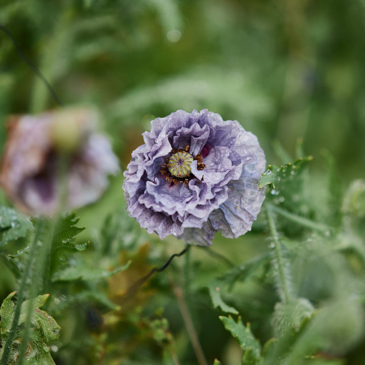Poppy Amazing Grey Flower | X 400 - 500 Seeds