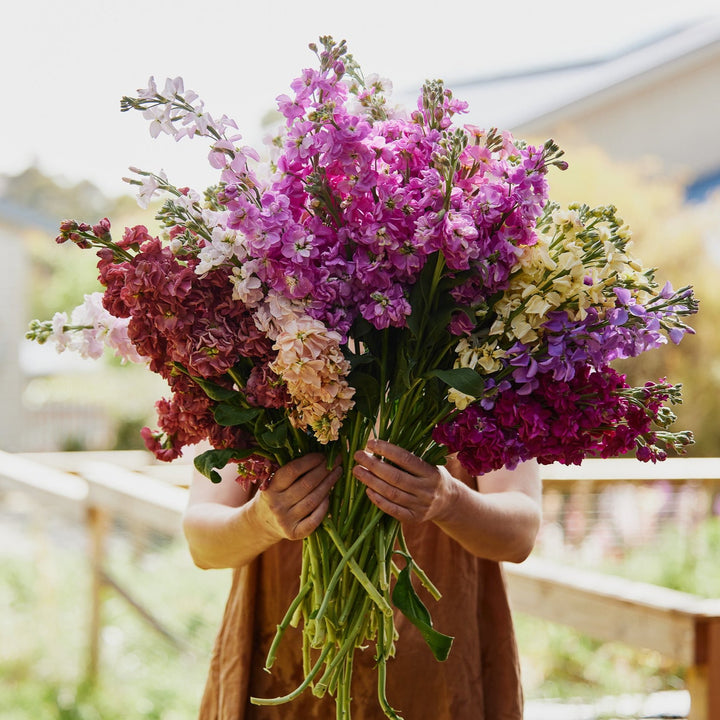 Stock Giant Column Mix Flower | X 50 Seeds