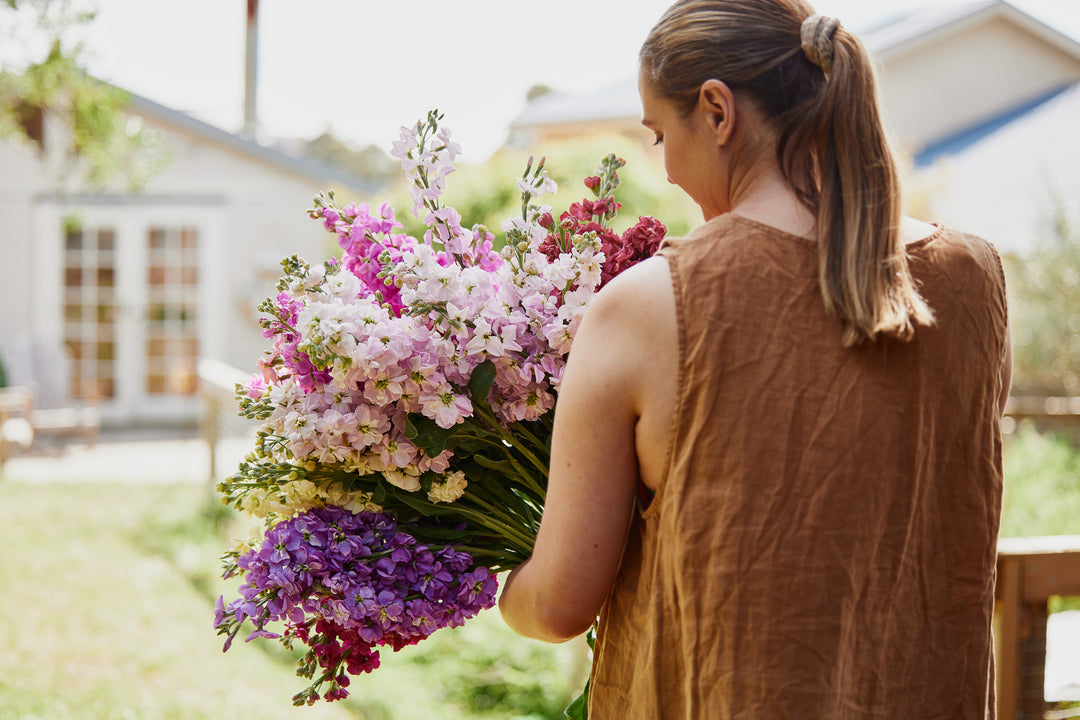 Stock Giant Column Mix Flower | X 50 Seeds