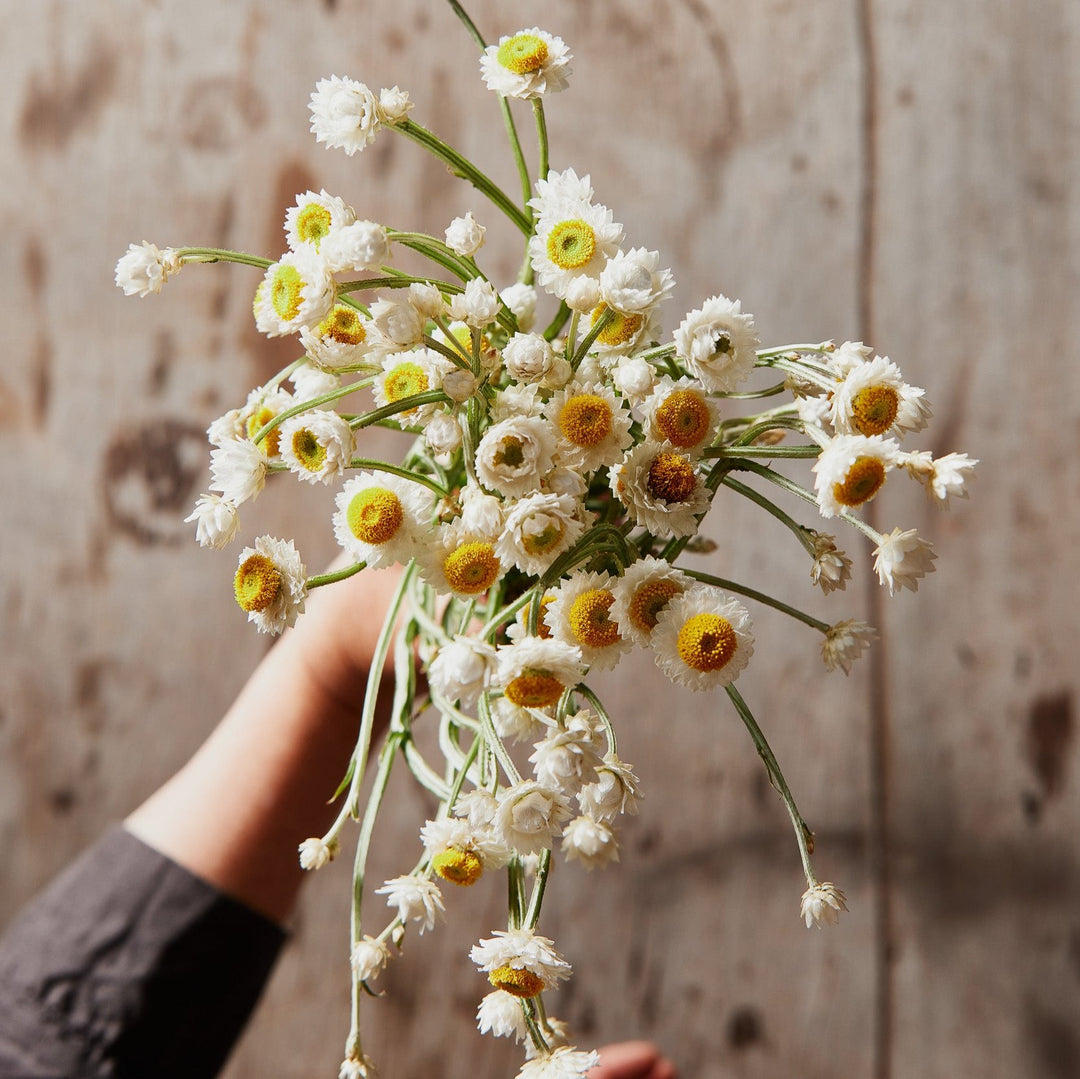 Winged Everlasting Ammobium Australian Native Flower | X 50 Seeds