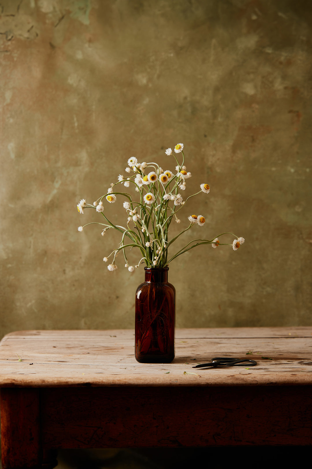 Winged Everlasting Ammobium Australian Native Flower | X 50 Seeds